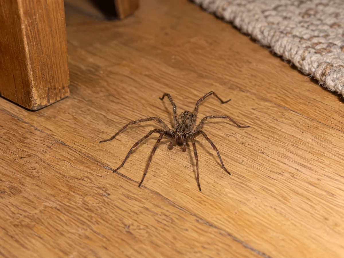 Grande araignée qui traverse le salon un soir de septembre : photo d’identification (insectes de maison)