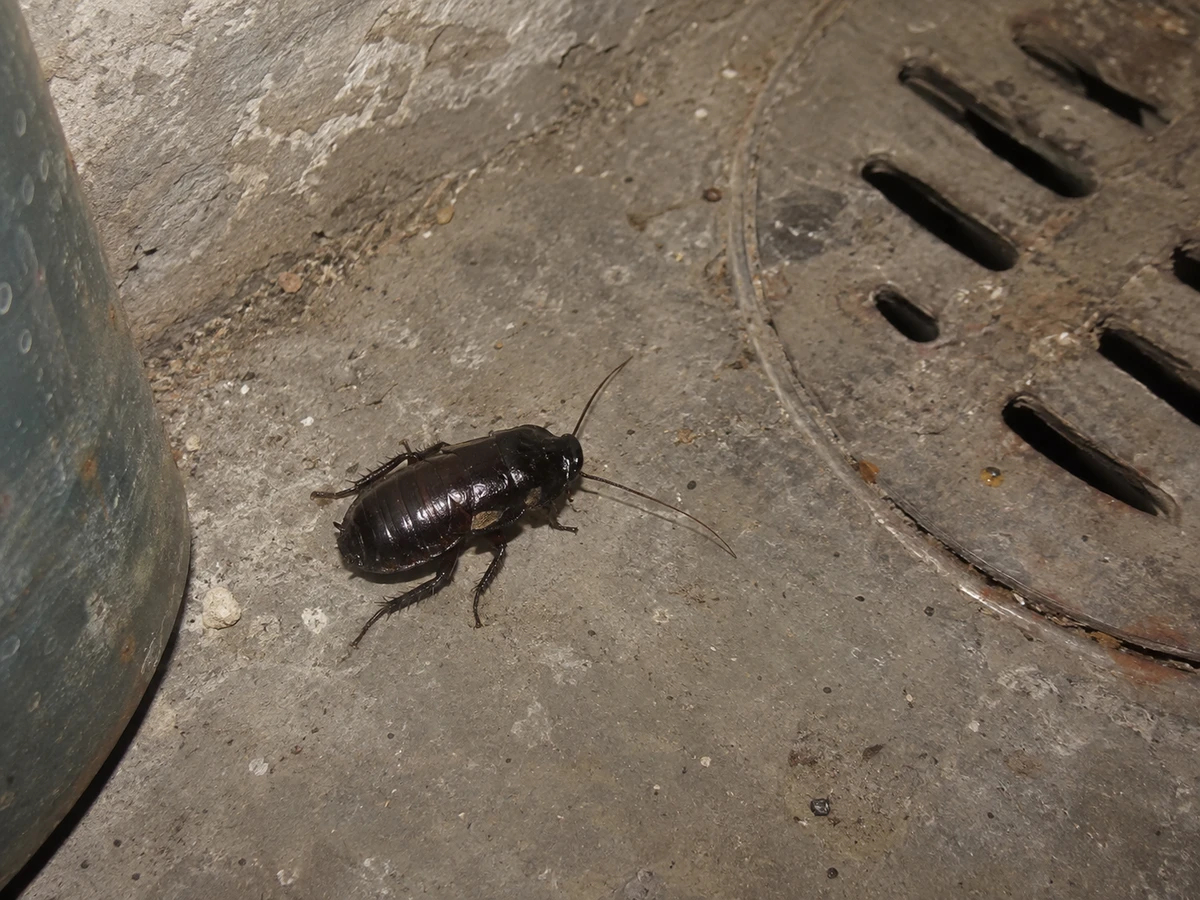 Grosse blatte noire luisante près de la bonde de sol : photo d’identification (cafards & blattes)