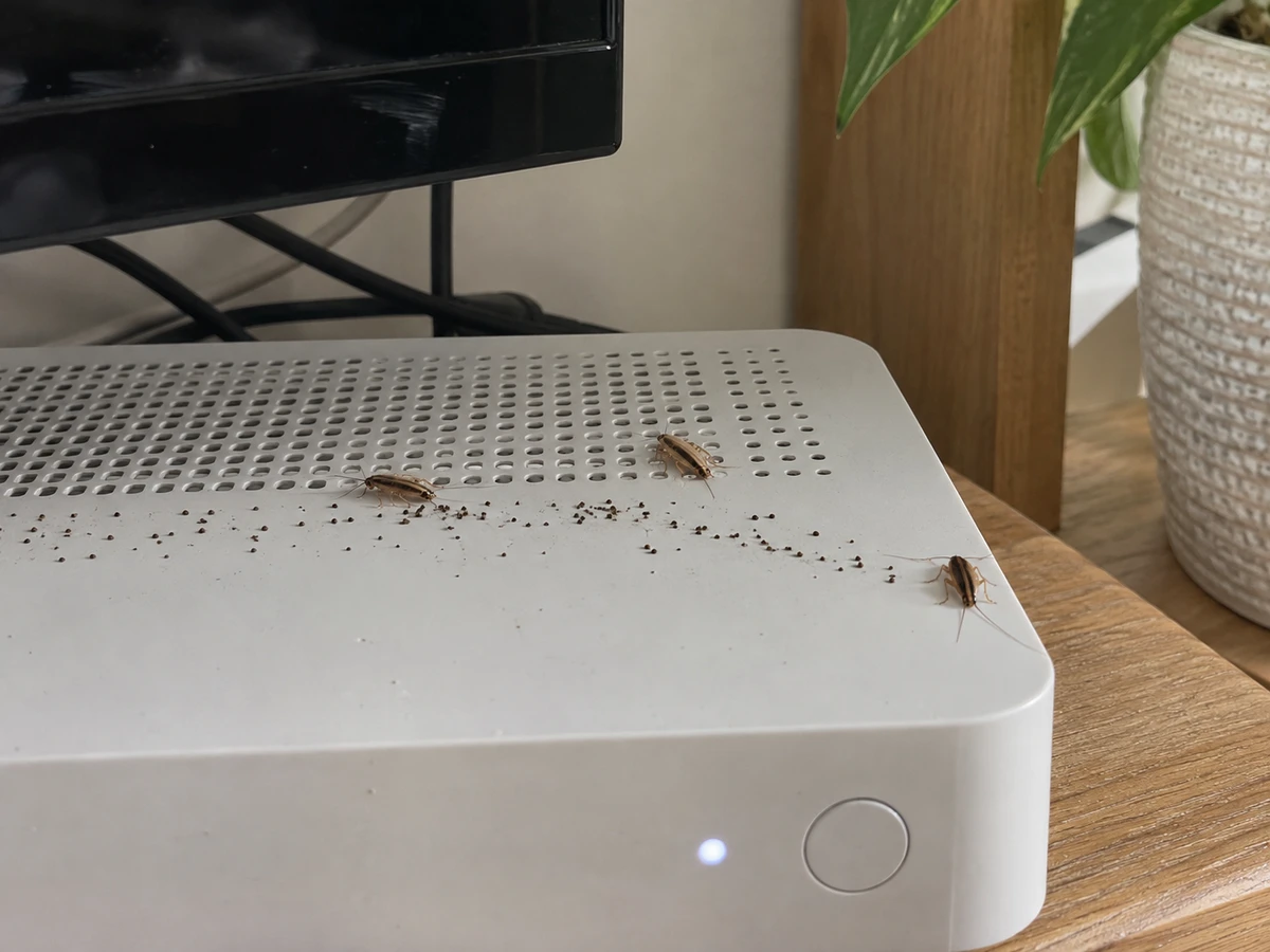 Fientes et cafards autour du décodeur TV tiède : photo d’identification (cafards & blattes)
