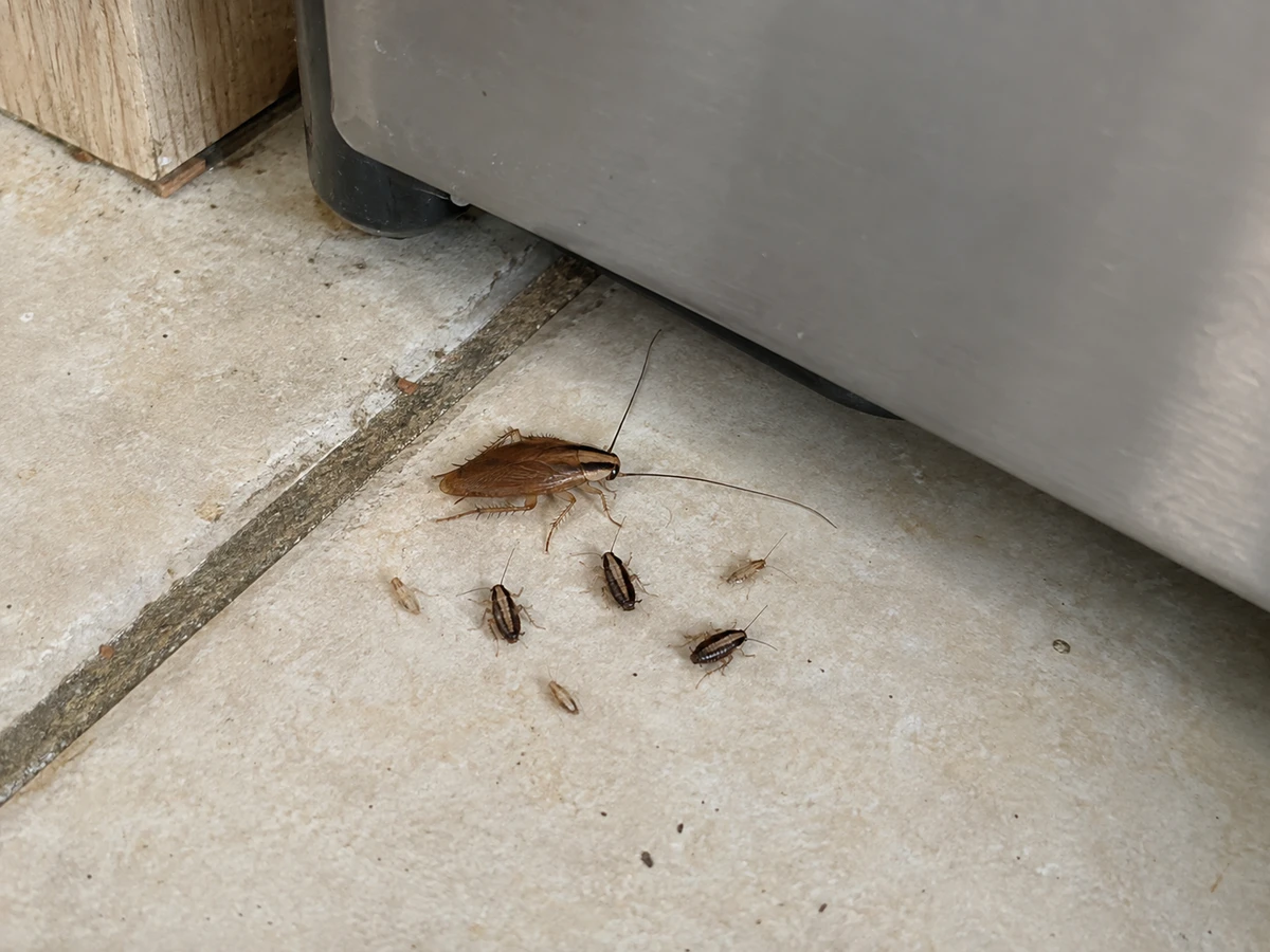 Bébés cafards translucides et cafard qui sort en plein jour : photo d’identification (cafards & blattes)