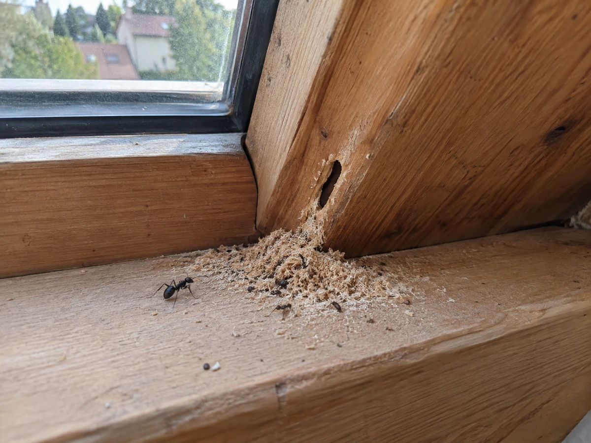 Petit tas de sciure claire au pied du velux : photo d’identification (fourmis)