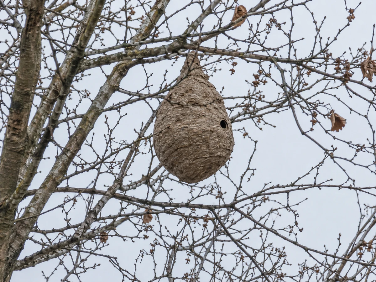 Grosse boule de papier dans la cime d’un arbre à la chute des feuilles : photo d’identification (guêpes & frelons)