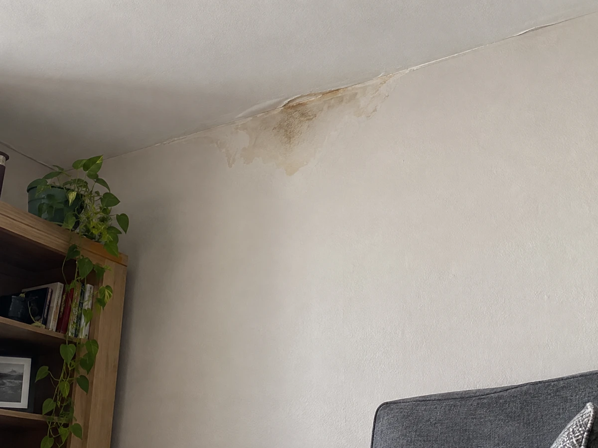 Tache d’humidité et bourdonnement dans la cloison : photo d’identification (guêpes & frelons)