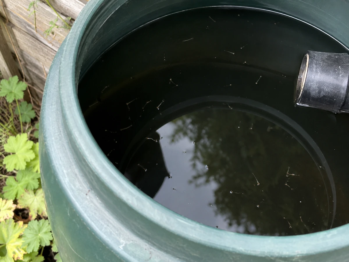 Larves dans le récupérateur d’eau de pluie : photo d’identification (moustiques)