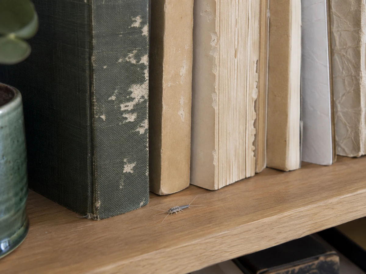 Pages aux bords rongés dans la bibliothèque : photo d’identification (insectes de maison)