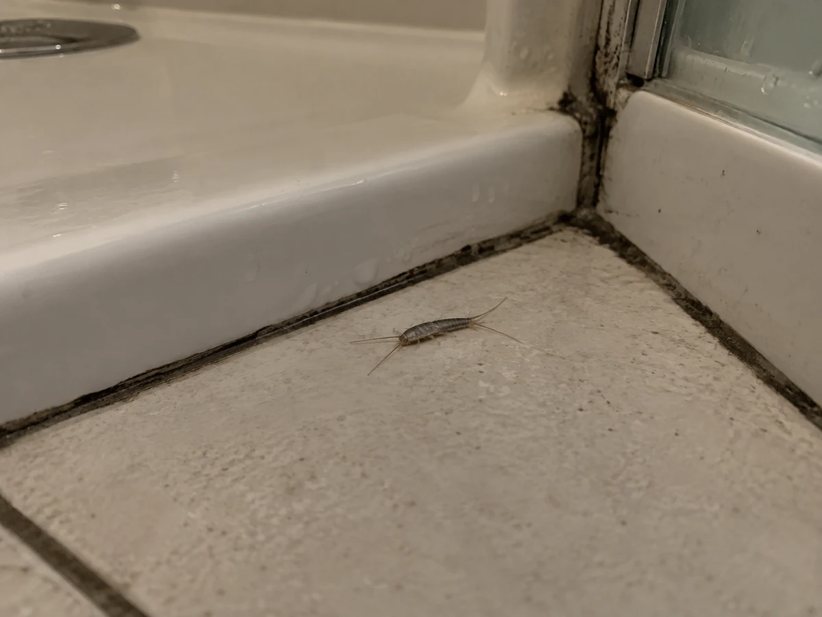 Insecte gris argenté qui file vers le joint du bac de douche : photo d’identification (insectes de maison)