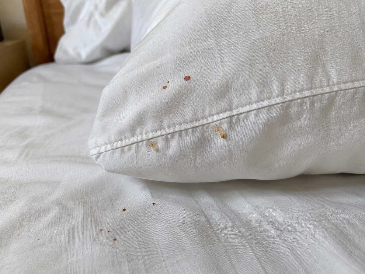 Mues translucides et petites taches de sang sur les draps : photo d’identification (punaises de lit)