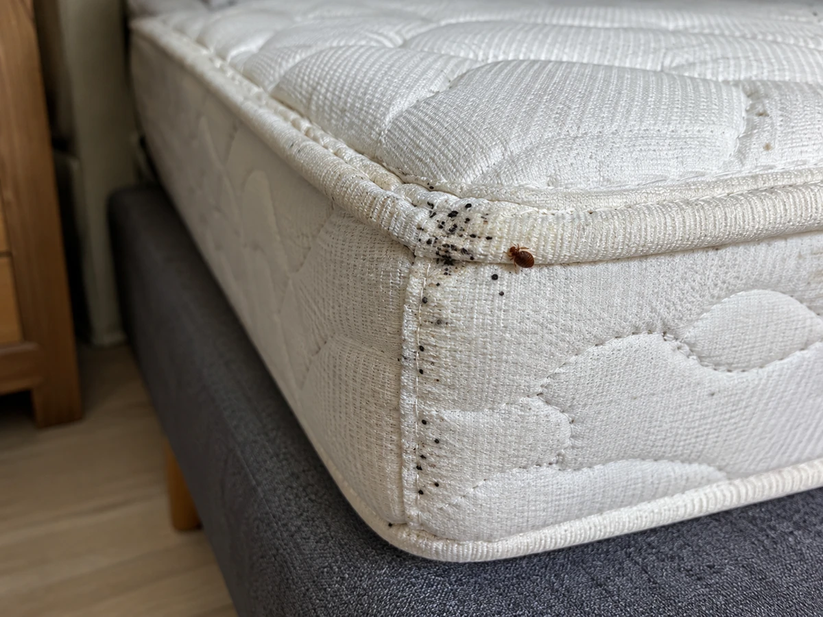 Points noirs incrustés dans les coutures du matelas : photo d’identification (punaises de lit)