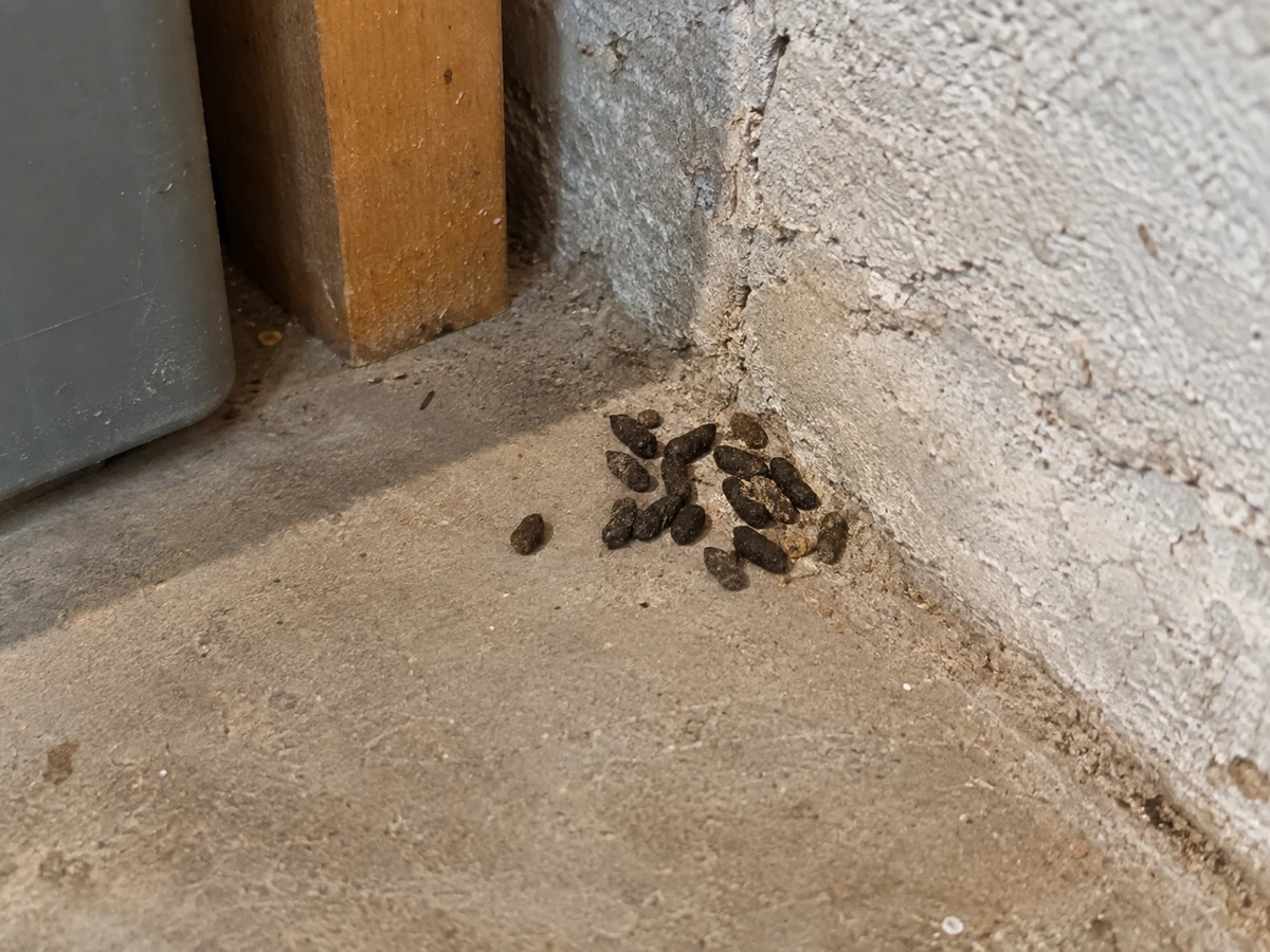 Crottes en noyau d’olive regroupées dans un coin : photo d’identification (souris & rats)
