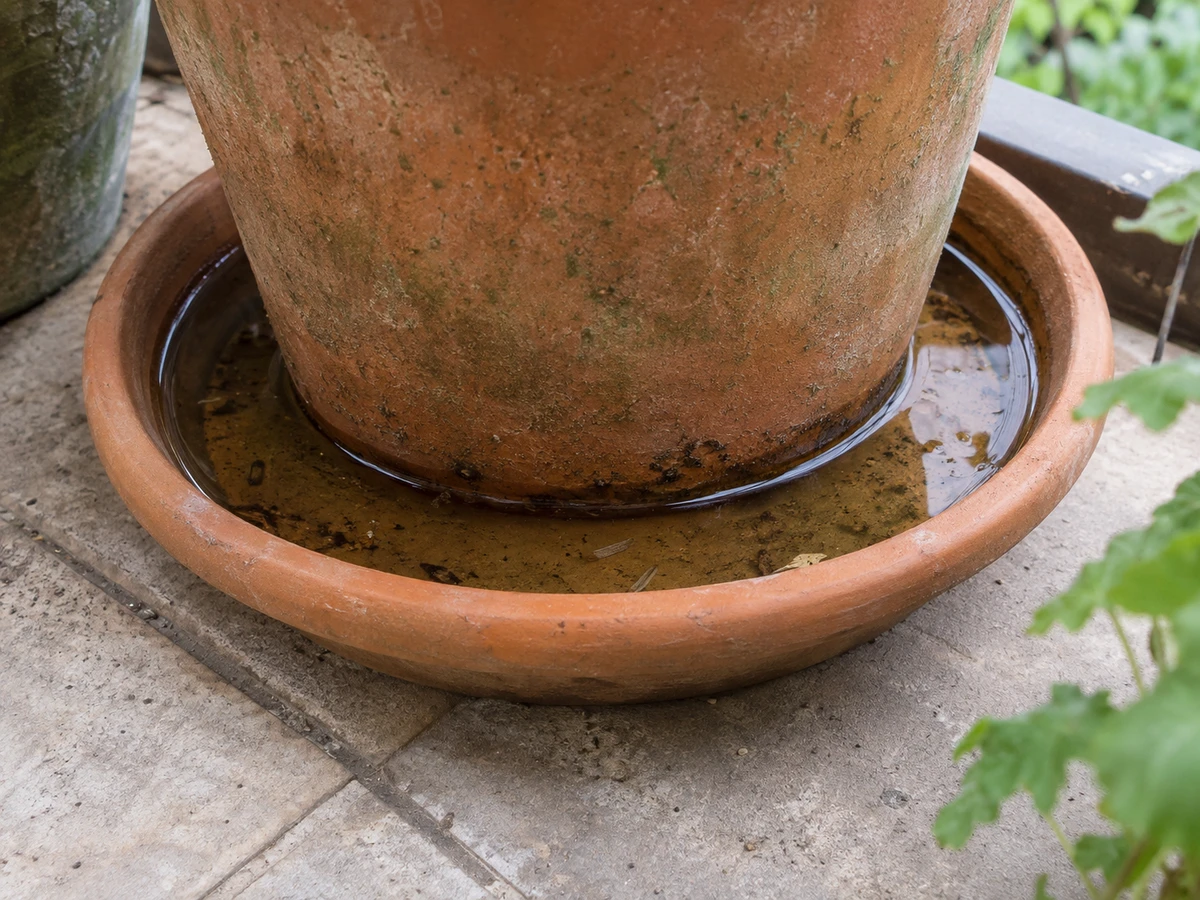Eau stagnante dans les soucoupes des pots de fleurs : photo d’identification (moustiques)