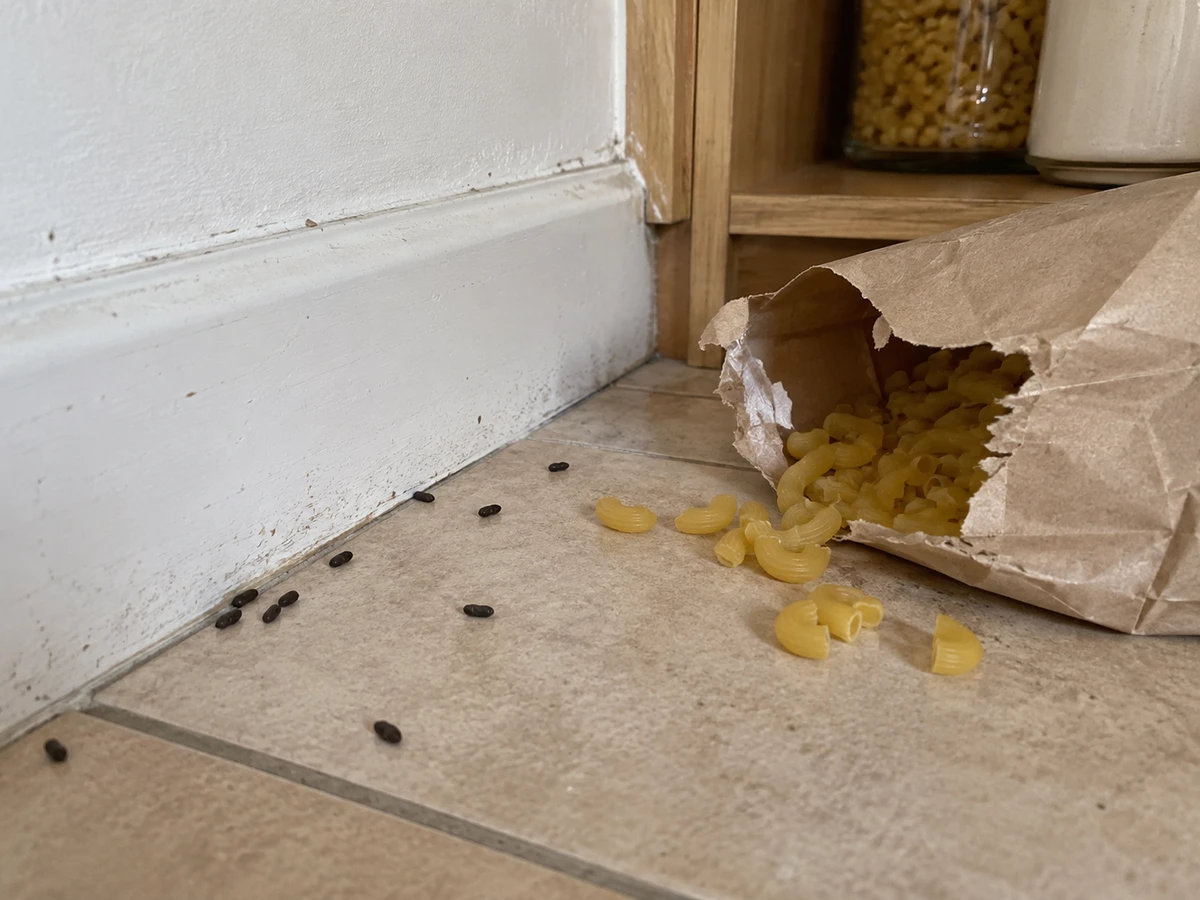 Crottes en grain de riz le long de la plinthe : photo d’identification (souris & rats)