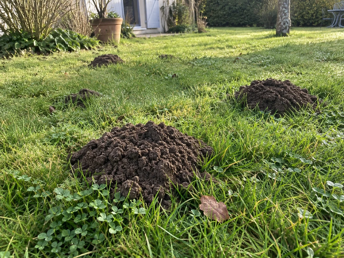 Monticules de terre fine sans trou visible : photo d’identification (jardin & extérieur)