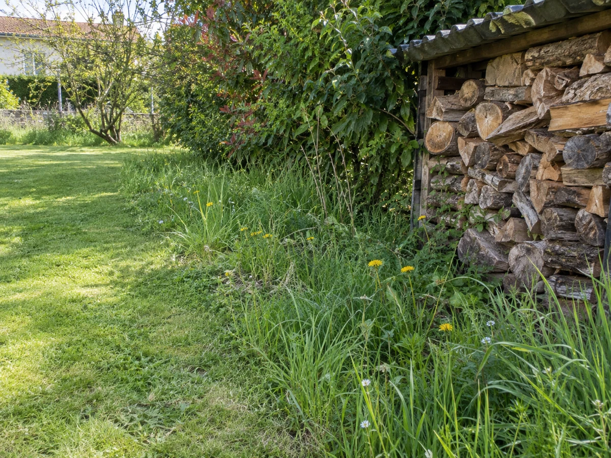 Herbes hautes et tas de bois en lisière de jardin : photo d’identification (jardin & extérieur)