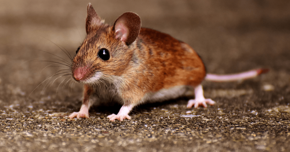 Poste d'Appâtage Sécurisé pour Souris : Lequel Choisir
